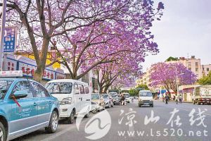 西昌藍花楹.jpg